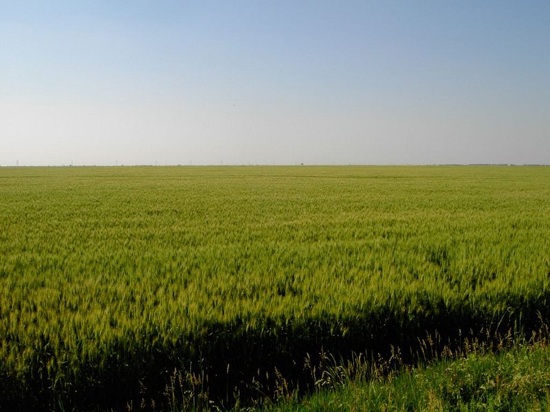 Getreide_Horizont.jpg - Banat-Besuch 2009 - 26.05.2009 - Arad   Getreide soweit das Auge reicht