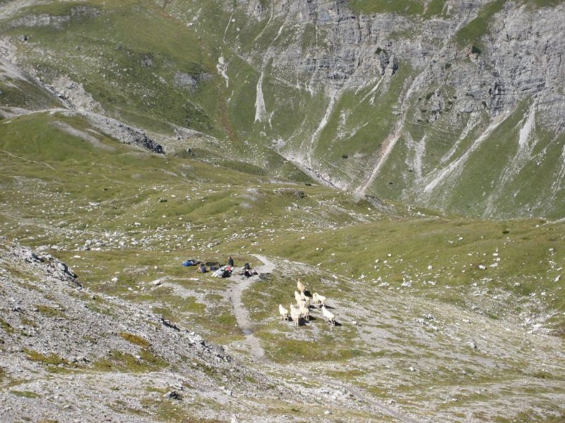 140909_Menschen_Schafe