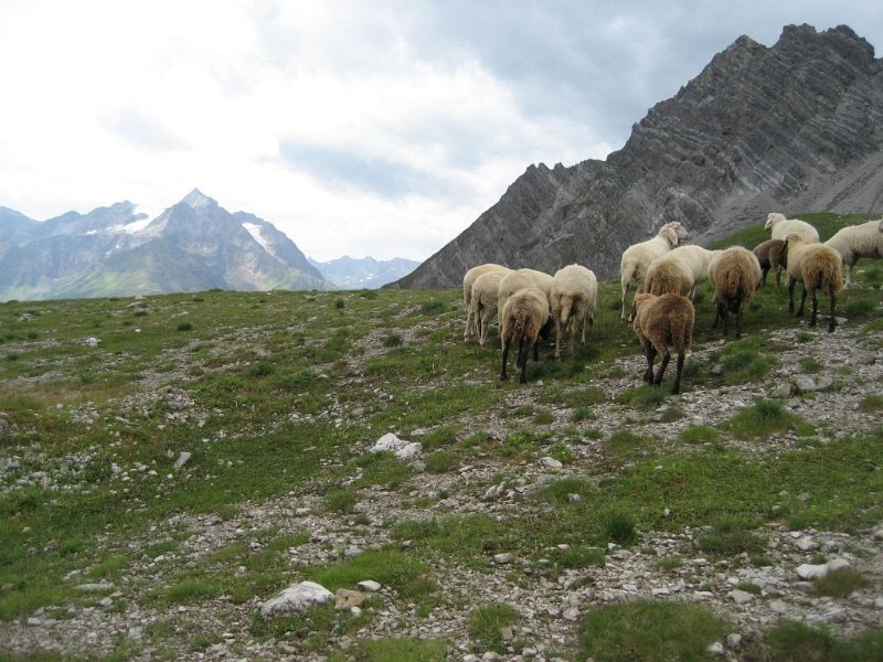 170808_Abzug_Schafe_M.jpg - Lechtaler Alpen - 08.08.2017 - Abzug der Schafe (Foto Markus)  Markus, Helmuth