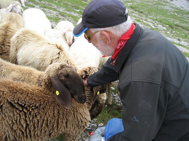 170808_Kampf_Schafe_M.jpg - Lechtaler Alpen - 08.08.2017 - Abwehr des Schafangriffs (Foto Markus)  Markus, Helmuth