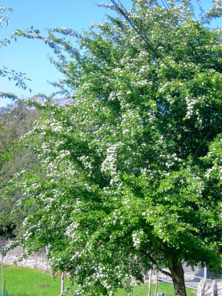 110331_ohne_Geruch.jpg - Mallorca-Wanderungen - 31.03.2011 Tomir  vom Rückweg - blühender Baum