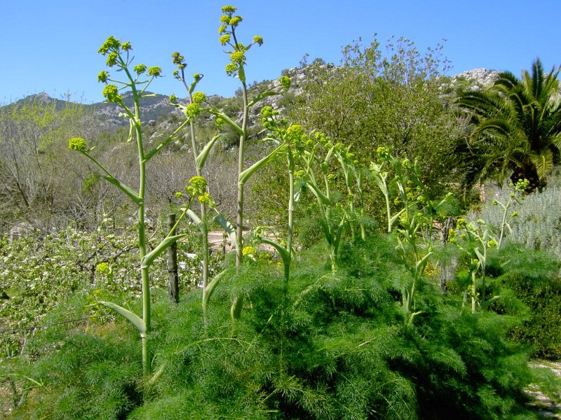 110401_falscher_Dill.jpg - Mallorca-Wanderungen - 01.04.2011 Tossals Verds  am Refugi - falscher Dill