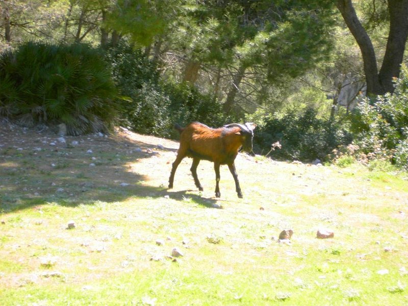 110408_Cabra.jpg - Mallorca, 08.04.2011 - Talaia d' Alcudia   