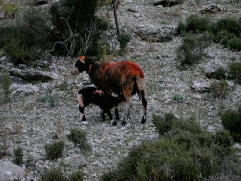 111021_Punk_Familie_D.jpg - Mallorca-Wanderungen - 21.10.2011 Dreigipfeltour  Rückweg - die Punk-Schaf-Familie (D)