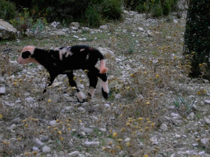 111021_Punk_Lamm_D.jpg - Mallorca-Wanderungen - 21.10.2011 Dreigipfeltour  Rückweg - das Lamm des Punk-Schafes (D)