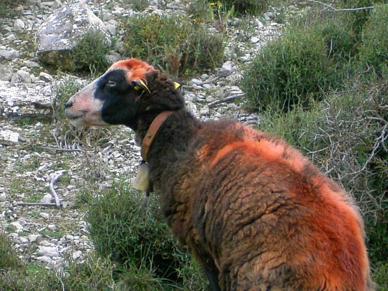 111021_Punk_Schaf_D.jpg - Mallorca-Wanderungen - 21.10.2011 Dreigipfeltour  Rückweg - ein Punk-Schaf (D)