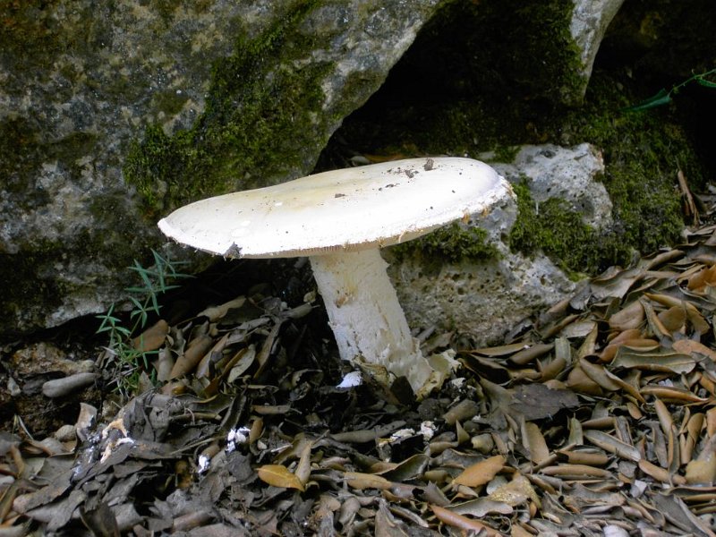 111024_Binibona_Pilz.jpg - Mallorca-Wanderungen - 24.10.2011 Abstieg Aucanella, Binibona  am Weg - Pilz