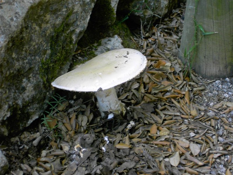 111024_Binibona_Pilz2.jpg - Mallorca-Wanderungen - 24.10.2011 Abstieg Aucanella, Binibona  am Weg - Pilz