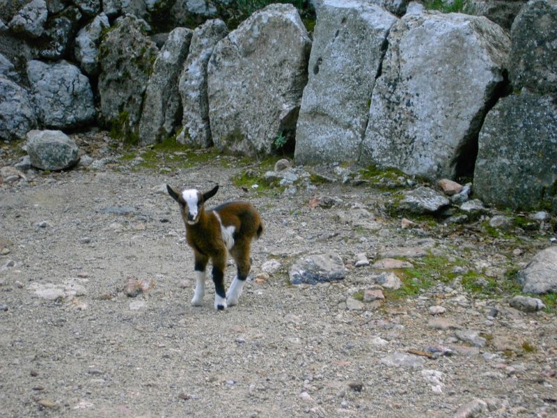 111024_Binifaldo_Lamm1.jpg - Mallorca-Wanderungen - 24.10.2011 Abstieg Aucanella, Binibona  Binifaldo - Zicklein