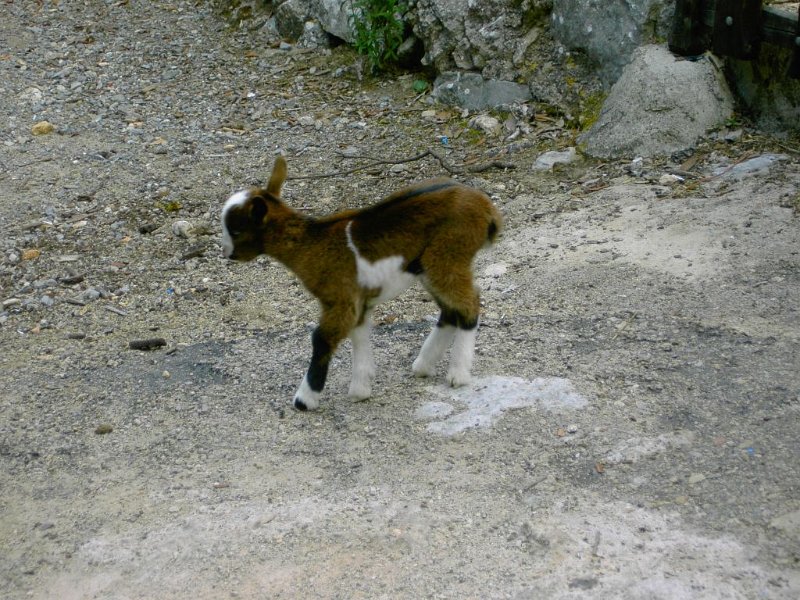 111024_Binifaldo_Lamm3.jpg - Mallorca-Wanderungen - 24.10.2011 Abstieg Aucanella, Binibona  Binifaldo - Zicklein