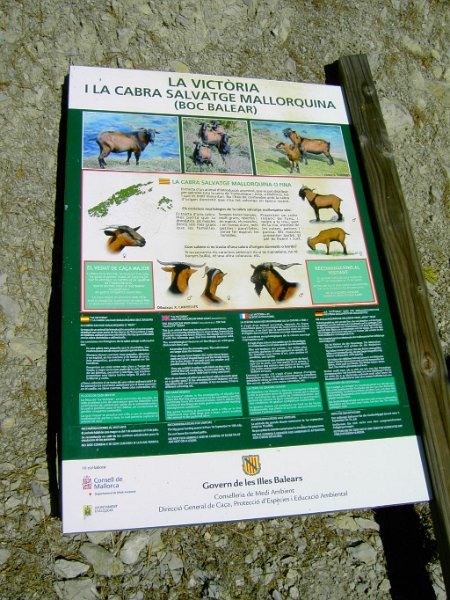 111026_Info_Cabra.jpg - Mallorca-Wanderungen - 26.10.2011 Talaia d' Alcudia  La Victoria - Informationen über Ziegen