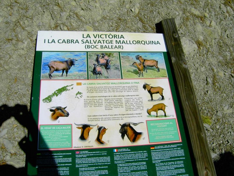111026_Info_Cabra_Detail.jpg - Mallorca-Wanderungen - 26.10.2011 Talaia d' Alcudia  La Victoria - Informationen über Ziegen (Detail) 