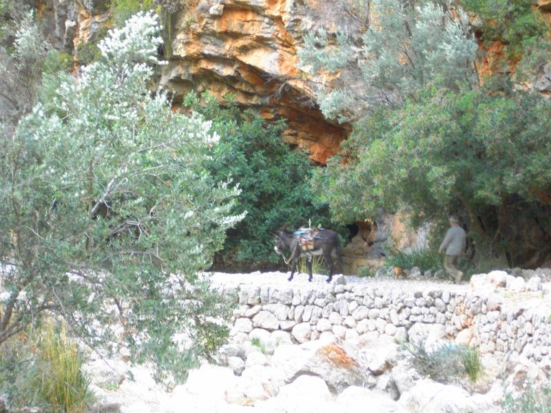 111027_Lasten_Esel.jpg - Mallorca-Wanderungen - 27.10.2011 Biniaraix  am Aufstieg - Lasten-Esel