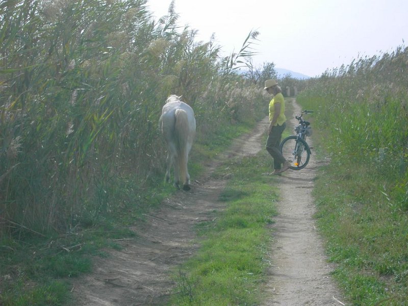 121018_Albufera_3.jpg - Mallorca-Wanderungen - 18.10.2012 - Albufera (mit Rad)  Hengst ganz nah