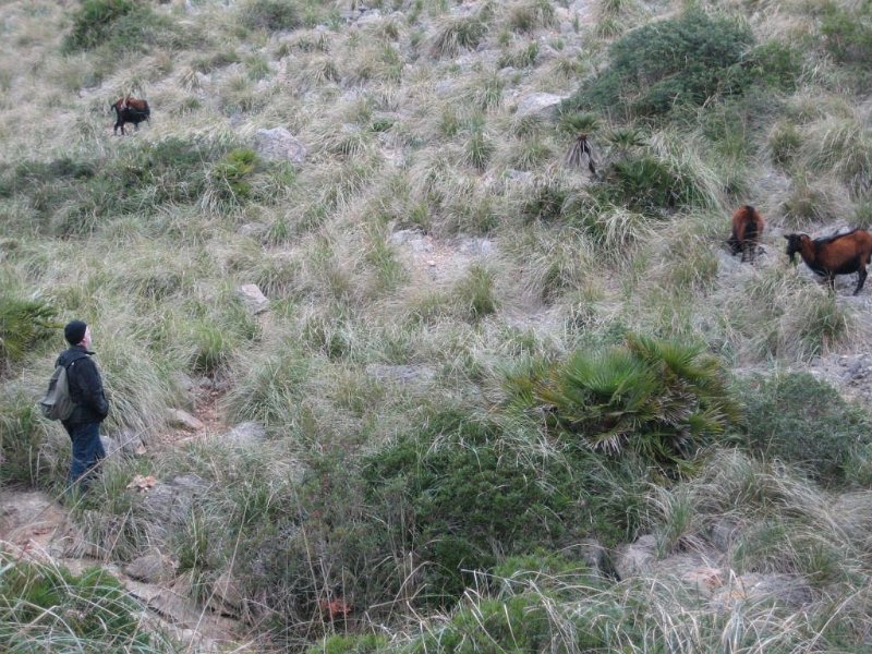 130314_Cap_Formentor_Ziegen_M.jpg - Mallorca-Wanderungen - 14.03.2013   Cap Formentor - Ziegen bei Cala Motur (M)