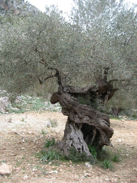 130317_Coma_Sema_Olivenbaum_M.jpg - Mallorca-Wanderungen - 17.03.2013   Coma Sema - Olivenbaum bei Finca (M)
