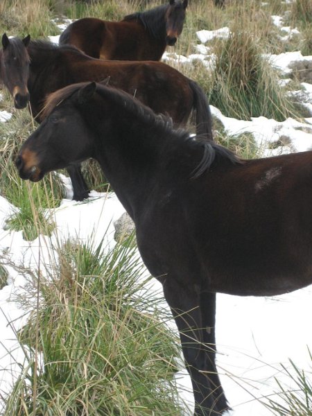 130317_Coma_Sema_Pferde_M.jpg - Mallorca-Wanderungen - 17.03.2013   Coma Sema - Pferde im Schnee (M)