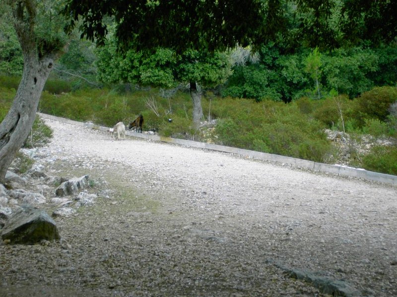 131014_Vall_March_Ziegen.jpg - Mallorca-Wanderungen - 14.10.2013   Vall March - Ziegen