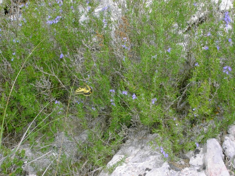 131015_Tossals_Verds_Schmetterling.jpg - Mallorca-Wanderungen - 15.10.2013   Tossals Verds - Schmetterling auf Rosmarin