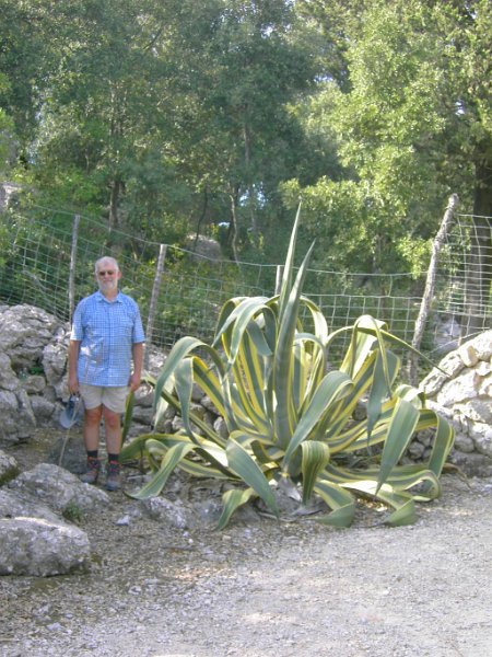 131019_Mortitx_Agave.jpg - Mallorca-Wanderungen - 19.10.2013   Mortitx - Riesen-Agave