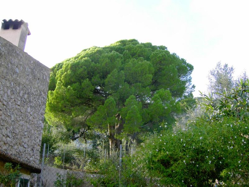 131022_Binibona_Caimari.jpg - Mallorca-Wanderungen - 22.10.2013   Abstieg nach Binibona - Baum in Caimari