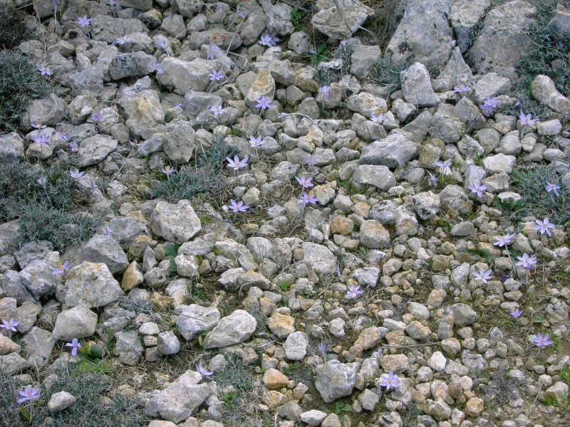 131024_Tomir_Blumen.jpg - Mallorca-Wanderungen - 24.10.2013   Tomir - Blumen 