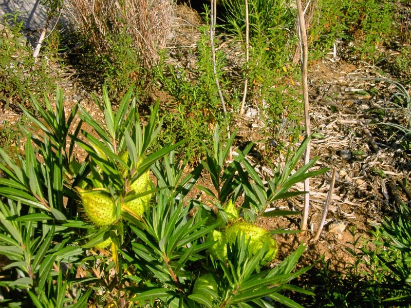 131025_Ses_Bases_Blumen.jpg - Mallorca-Wanderungen - 24.10.2013  Ses Bases - Blumen