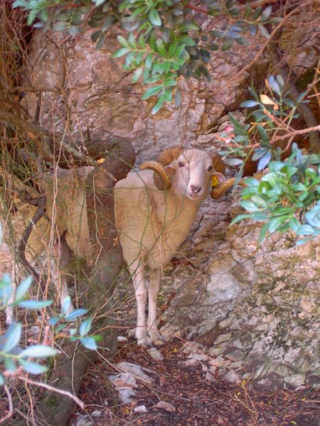 131025_Ses_Bases_Widderschaf_Bock.jpg - Mallorca-Wanderungen - 24.10.2013  Ses Bases - Widderschaf-Bock