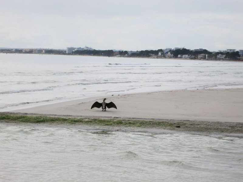 140327_Gefieder_trocknen.jpg - Mallorca-Wanderungen - 27.03.2014   Strand Alcudia - Gefieder trocknen
