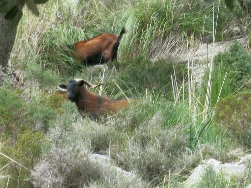 140329_kapitaler_Bock.jpg - Mallorca-Wanderungen - 29.03.2014   Sa Sollerich, Refugi Tossals Verds - kapitaler Bock
