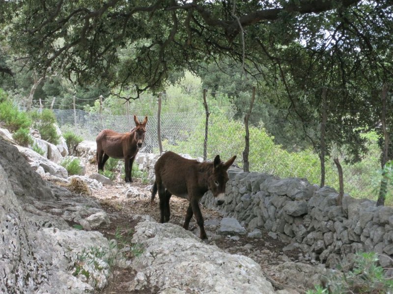 140402_Esel.jpg - Mallorca-Wanderungen - 02.04.2014   auf und um den Tomir - Esel