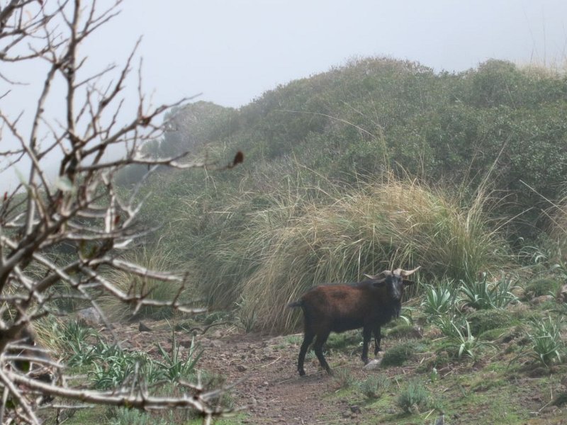 140408_Bock-Blick.jpg - Mallorca-Wanderungen - 08.04.2014   Mortitx, Hexenhöhle - Bock-Blick