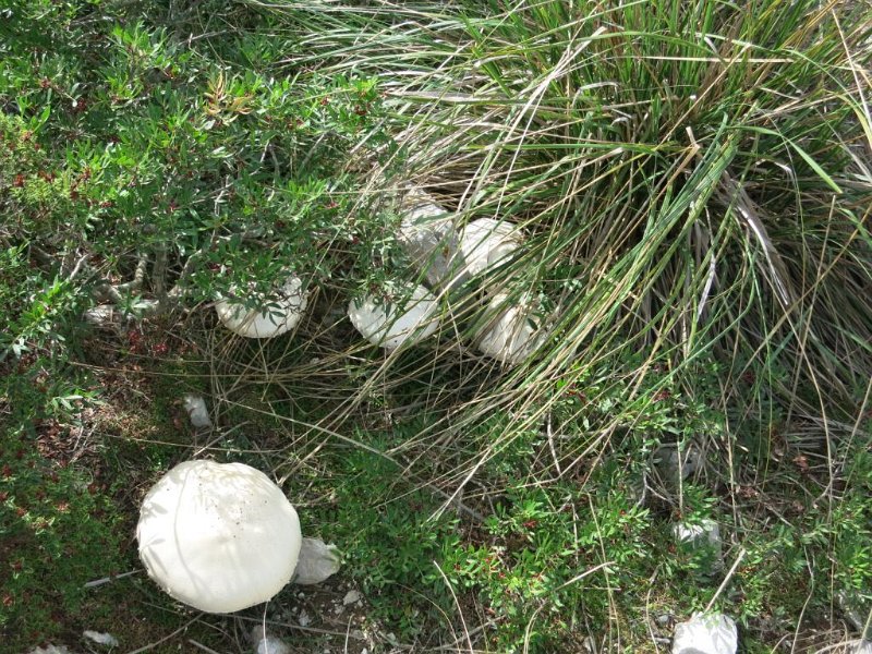 141011_Pilze.jpg - Mallorca-Wanderungen - 11.10.2014 Tomir  Umrundung im Tal, Pilze