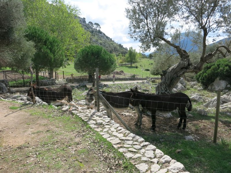 141015_Refugi-Esel.jpg - Mallorca-Wanderungen - 15.10.2014 Refugi Tossals Verds   Esel 