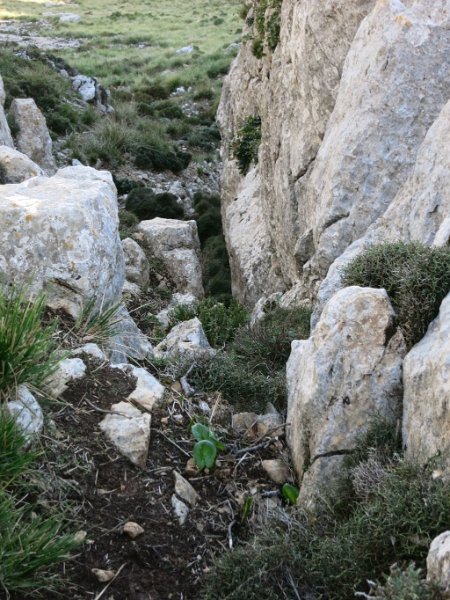 141016_Scharte_Massanella.jpg - Mallorca-Wanderungen - 16.10.2014 Massanella, neuer Aufstieg   vom Aufstieg Galileu, Scharte zum Massanella