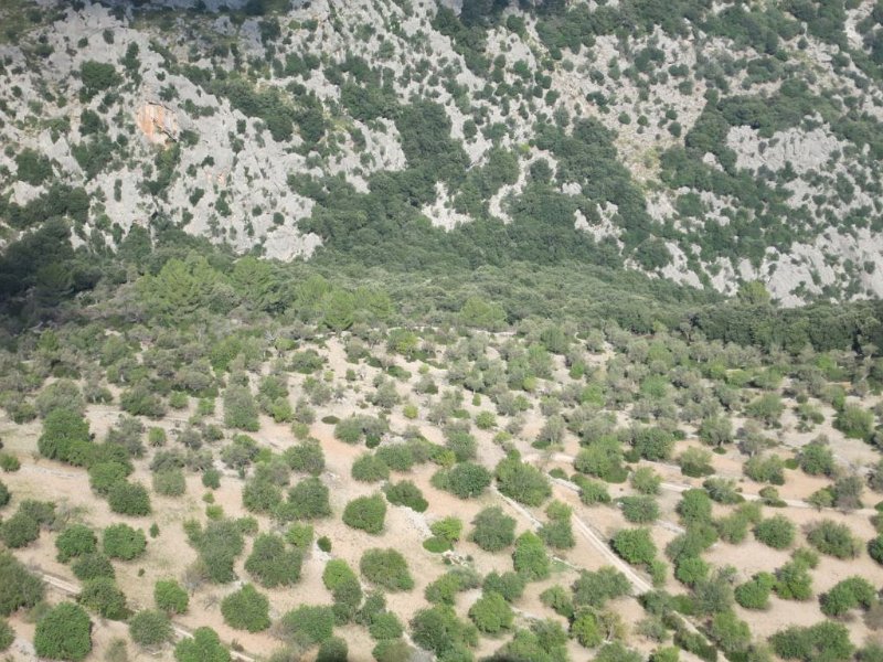 141027_Diable_Baumschule.jpg - Mallorca-Wanderungen - 27.10.2014 Pas de Diable   vom Aufstieg, Olivenplantage 