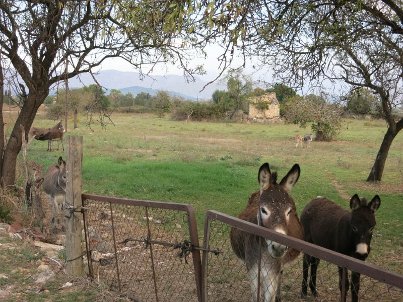 141028_Massanella_Esel.jpg - Mallorca-Wanderungen - 28.10.2014 Massanella   Straße nach Pollenca, Esel