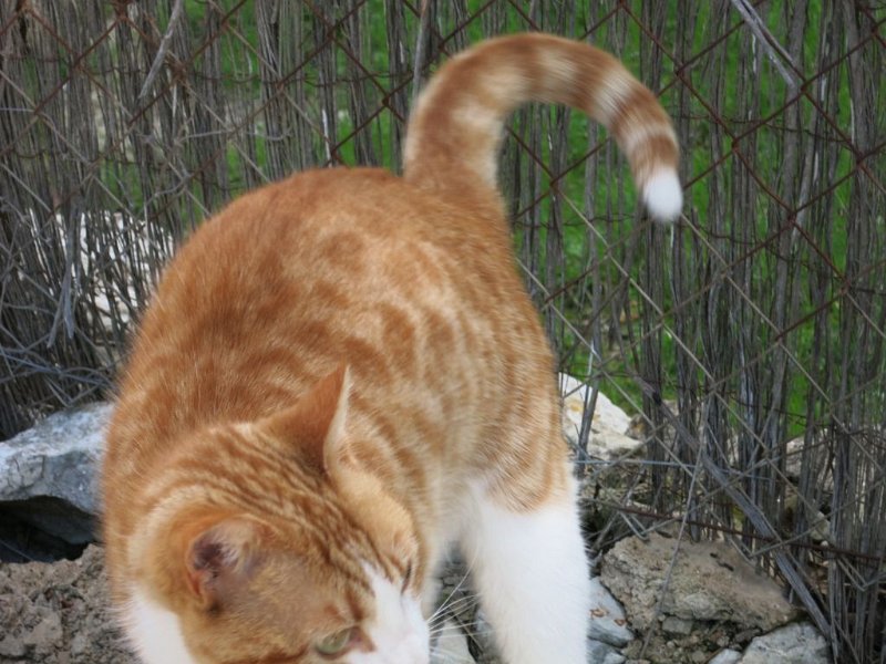 150315_Katze_1.jpg - Mallorca-Wanderungen - 15.03.2015 Talaia d' Alcudia  vor dem Aufstieg - Katze 