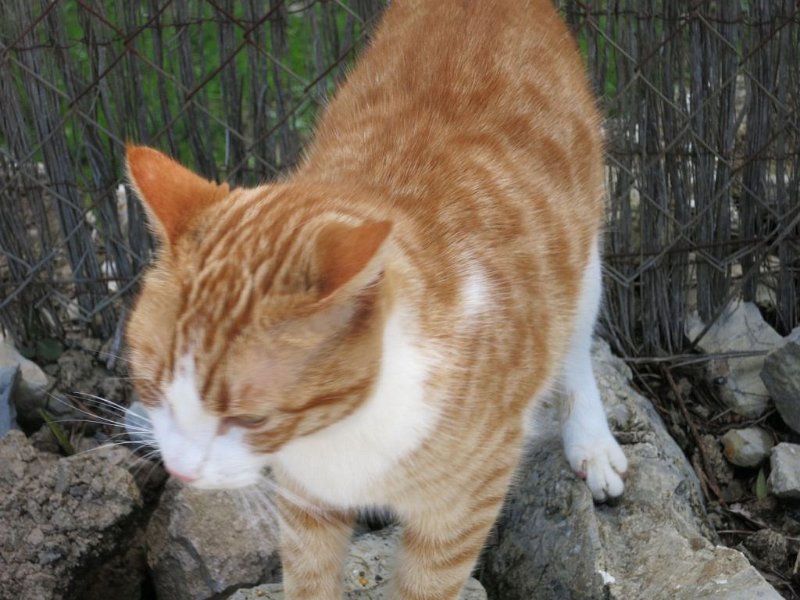 150315_Katze_2.jpg - Mallorca-Wanderungen - 15.03.2015 Talaia d' Alcudia  vor dem Aufstieg - Katze 