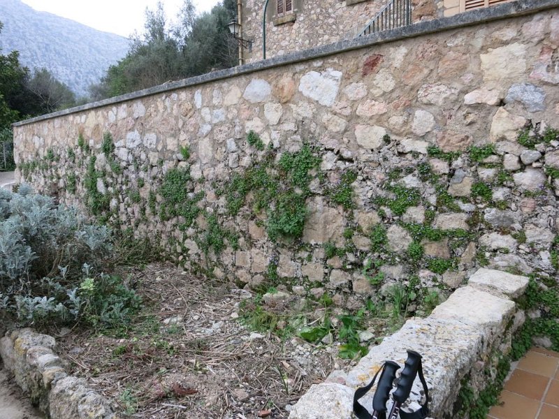 150320_Blueten.jpg - Mallorca-Wanderungen - 20.03.2015 cuculla de fartaritx  Blüten auf Mauern