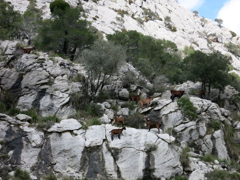 150321_Ziegen.jpg - Mallorca-Wanderungen - 21.03.2015 Comassema - Ofre  Ziegen-Familie 