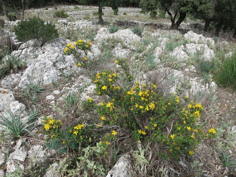 151008_Blumen_endemisch.jpg - Mallorca-Wanderungen - 08.10.2015 Tossals Verds  vom Rückweg - Balearisches Johanniskraut (Hypericum balearicum)