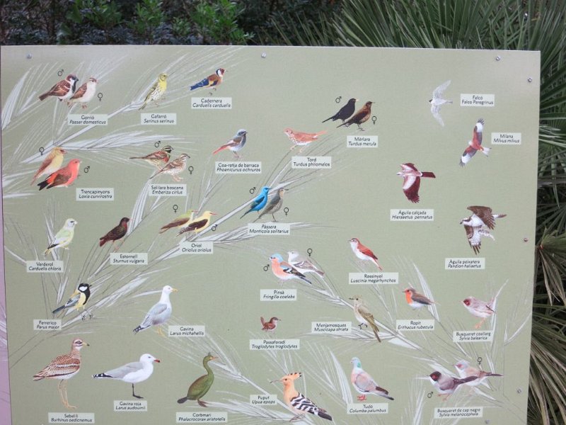 151013_Voegel.jpg - Mallorca-Wanderungen - 13.10.2015 Fundacion   Vögel der Insel