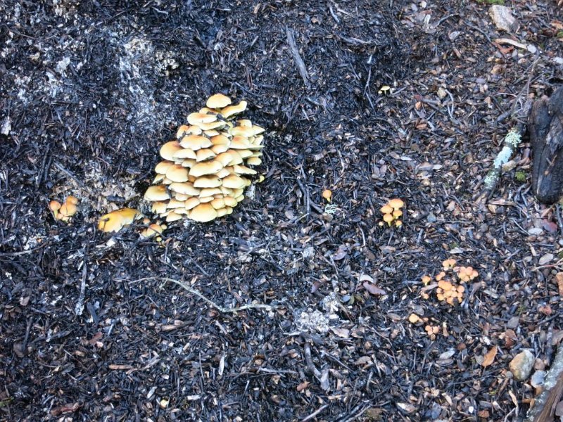 151022_Pilze_auf_Astschnitzel.jpg - Mallorca-Wanderungen - 22.10.2015 Galileu  beim Abstieg - Pilze auf Ästeschnitz