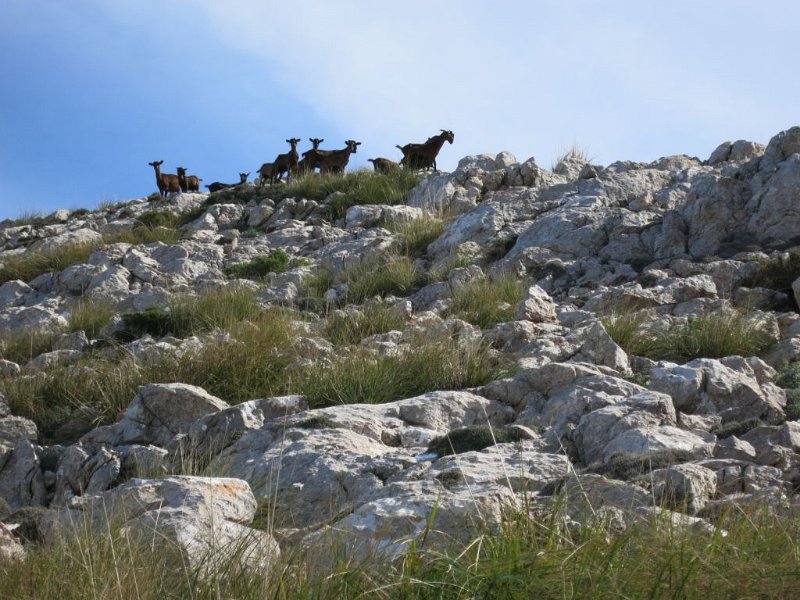 151023_neugierige_Ziegen.jpg - Mallorca-Wanderungen - 23.10.2015 Penyal de Migdia  vom Aufstieg - neugierige Ziegen