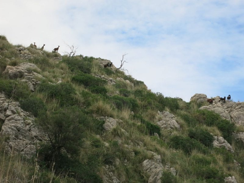 151024_neugierige_Ziegen.jpg - Mallorca-Wanderungen - 24.10.2015 Cuculla de Fartaritx  vom (neuen) Aufstieg - neugierige Ziegen