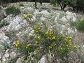 151008_Blumen_endemisch