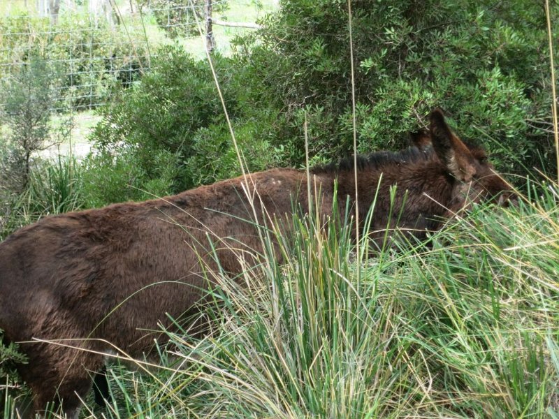 160407_Eselin.jpg - Mallorca-Wanderungen - 07.04.2016 Tossals Verds  vom Wanderpfad  - Eselin, oder?