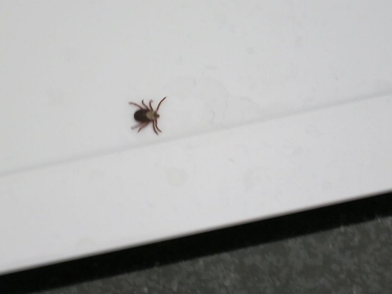 160412_Zecke.jpg - Mallorca-Wanderungen - 12.04.2016 Tomir  Hotelzimmer  - ungebetener Gast (Zecke?)