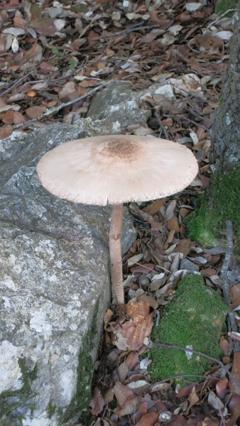 161023_Pilz.jpg - Mallorca-Wanderungen - 23.10.2016 Sonntagswanderung   am Rückweg  -  Pilz nach dem Regen